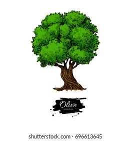 Olive tree. Hand drawn vector illustration. Vintage botanical drawing. Artistic style isolated object. Great for label, logo, icon, poster.