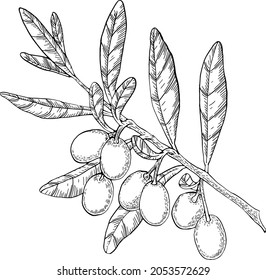 Vector de tinta dibujado a mano en árbol de olivo