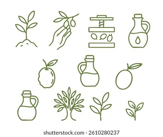 Olive Tree, Harvest, and Olive Oil Production Icons