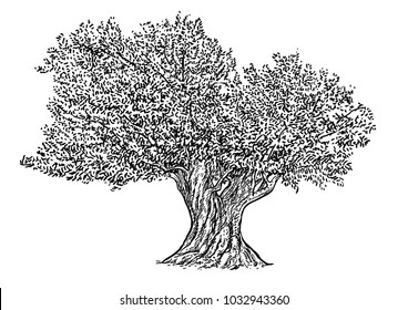 Olive tree illustration, drawing, engraving, ink, line art, vector
