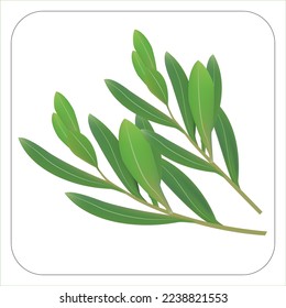 Olive tree isolated on white background with border. Vector illustration.