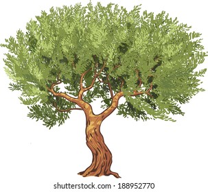 Olive Tree Isolated, Vector Illustration
