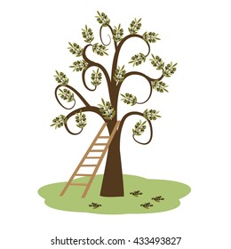 Olive tree and ladder on green grass island on white background. Vector illustration