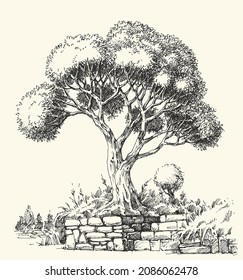 Olive tree landscape hand drawing