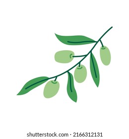 Rama de hoja de olivo con aceitunas. Deliciosa fruta para sazones y platos. Planta de frutas griega. Verduras italianas mediterráneas cultivadas en grano con hojas. Ilustración plana de alimentos ecológicos saludables