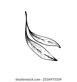 Olive tree leaves, foliage element. Black and white graphic floral silhouette. Hand drawn vector illustration. Clipart for greeting card, food, cosmetic product label. Isolated line art from