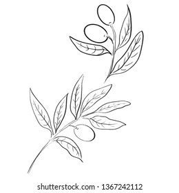 olive tree line vector background 