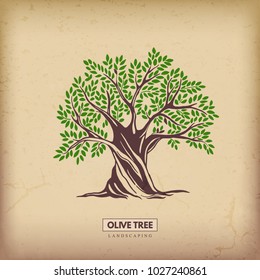 Olive tree. Nature. Vector silhouette illustration Organic food