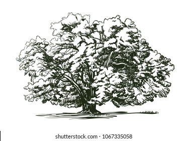 Olive tree old engraving. Ecology, environment, nature sketch. Vintage vector illustration