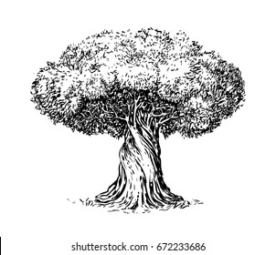 Oak sketch. Vintage Tree sketch Illustration. Vector hand drawn  illustration of big tree 11244942 Vector Art at Vecteezy