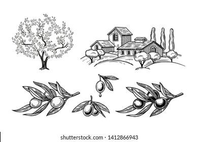 Olive Tree. Olives On A Branch With Leaves. Rural Landscape With Villa Or Farm, Field, Trees And Cypresses.