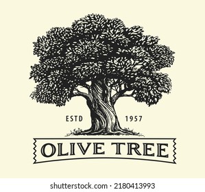 Olive tree with olives on branches. Olive oil emblem sketch. Hand drawn vector illustration in vintage engraving style