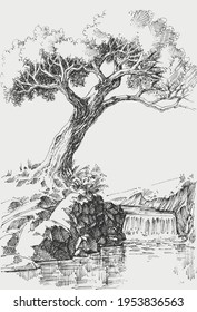 Olive tree on river bank landscape vector drawing