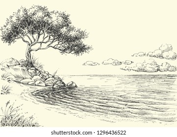 Olive tree on sea shore vector drawing