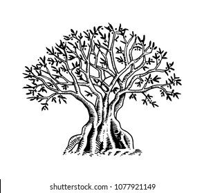 Olive Tree. Organic vegetarian product. Green plant for healthy diet. Black fruit for cooking oil and food. Engraved hand drawn vintage sketch. Vector illustration for logo or badge. Web infographic.