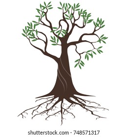 Olive tree with roots on a white background.
