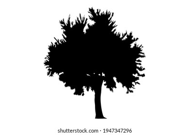 Olive tree sillhouette, Olea europaea, European olive tree brush. Black outline on a white background.