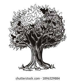 Olive tree sketch. Vector illustration in hand drawn style, isolated on wthite background