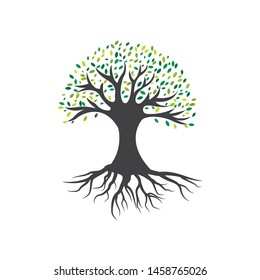 Olive tree vector illustration design template