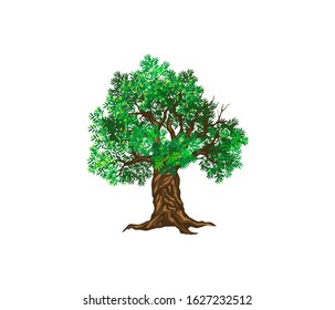 olive tree vector illustration. tree design element isolated on white.