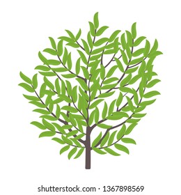 Olive tree. Vector illustration. Olive fruit tree plant. Flat vector color Illustration clipart. Ripe European olive on a tree.