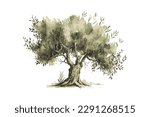 Olive tree vector illustration. Hand drawn watercolor. Vector illustration desing.