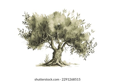 Olive tree vector illustration. Hand drawn watercolor. Vector illustration desing.