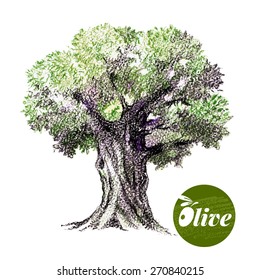 Olive tree vector illustration. Hand drawn  sketch watercolor colored pencils drawing on white background