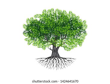 olive tree vector illustration on white background
