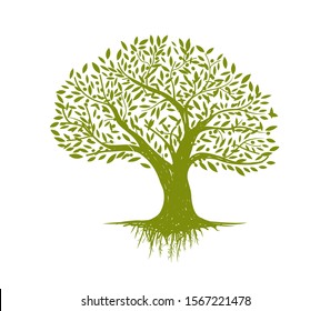 Olive tree. Vector illustration. Ready for your design of packaging, label, icon and etc. EPS10.	
