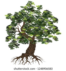 Olive tree vector illustration, tree and roots with realistic looks