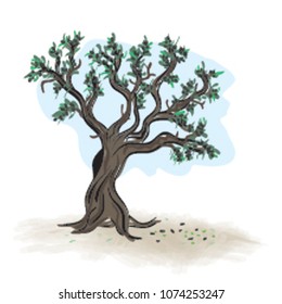 Olive tree vector sketch. Branches with black olives. Organic product
