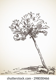 Olive tree. Vector sketch, Hand drawn illustration
