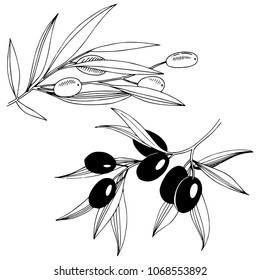 Olive tree in a vector style isolated. Full name of the plant: Branches of an olive tree. Vector olive tree for background, texture, wrapper pattern, frame or border.