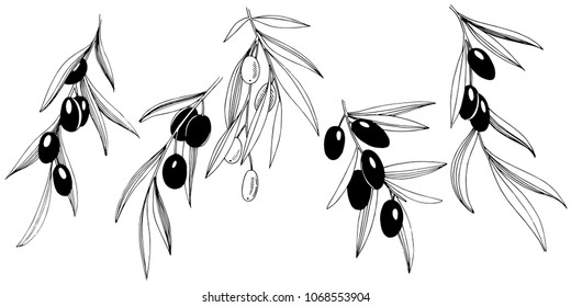 Olive tree in a vector style isolated. Full name of the plant: Branches of an olive tree. Vector olive tree for background, texture, wrapper pattern, frame or border.