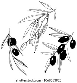 Olive tree in a vector style isolated. Full name of the plant: Branches of an olive tree. Vector olive tree for background, texture, wrapper pattern, frame or border.