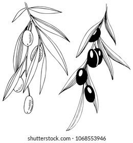 Olive tree in a vector style isolated. Full name of the plant: Branches of an olive tree. Vector olive tree for background, texture, wrapper pattern, frame or border.