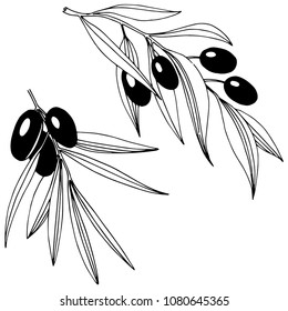 Olive tree in a vector style isolated. Olive tree in a vector style isolated. Vector olive tree for background, texture, wrapper pattern, frame or border.