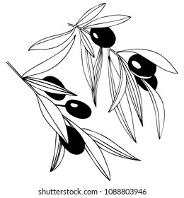 Olive tree in a vector style isolated. Full name of the plant: Branches of an olive tree. Vector olive tree for background, texture, wrapper pattern, frame or border.