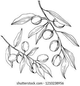 Olive tree in a vector style isolated. Black and white engraved ink art. Full name of the plant: Branches of an olive tree. Vector olive tree for background, texture, wrapper pattern, frame or border.