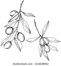 Olive tree in a vector style isolated. Black and white engraved ink art. Full name of the plant: Branches of an olive tree. Vector olive tree for background, texture, wrapper pattern, frame or border.