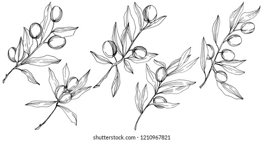 Olive tree in a vector style isolated. Black and white engraved ink art. Full name of the plant: Branches of an olive tree. Vector olive tree for background, texture, wrapper pattern, frame or border.