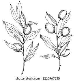 Olive tree in a vector style isolated. Black and white engraved ink art. Full name of the plant: Branches of an olive tree. Vector olive tree for background, texture, wrapper pattern, frame or border.