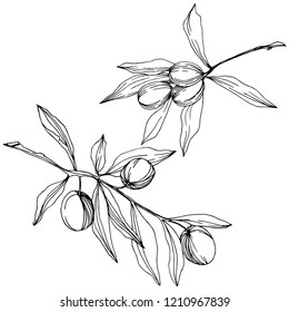 Árbol de oliva aislado en forma de vector. Arte con tinta grabada en blanco y negro. Nombre completo de la planta: Ramas de un olivo. Olivo vectorial para fondo, textura, patrón envolvente, marco o borde.