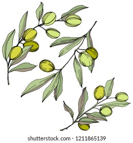 Olive tree in a vector style isolated. Green engraved ink art. Full name of the plant: Branches of an olive tree. Vector olive tree for background, texture, wrapper pattern, frame or border.