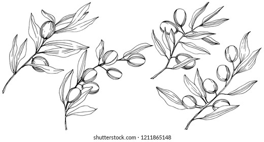 Olive tree in a vector style isolated. Black and white engraved ink art. Full name of the plant: Branches of an olive tree. Vector olive tree for background, texture, wrapper pattern, frame or border.