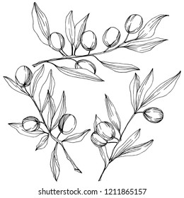 Árbol de oliva aislado en un estilo vectorial. Arte de tinta grabada en blanco y negro. Nombre completo de la planta: Ramas de olivo. Olivo vectorial para fondo, textura, envoltura, marco o borde.