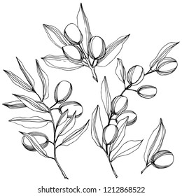 Olive tree in a vector style isolated. Black and white engraved ink art. Full name of the plant: Branches of an olive tree. Vector olive tree for background, texture, wrapper pattern, frame or border.