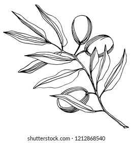 Olive tree in a vector style isolated. Black and white engraved ink art. Full name of the plant: Branches of an olive tree. Vector olive tree for background, texture, wrapper pattern, frame or border.