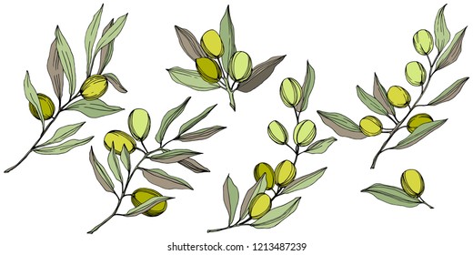 Olive tree in a vector style isolated. Green engraved ink art. Full name of the plant: Branches of an olive tree. Vector olive tree for background, texture, wrapper pattern, frame or border.